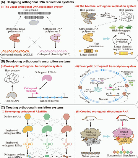 Recruiting orthogonal biological systems for engineering microorganisms | Tin | RMH | Scoop.it