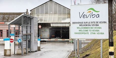 Belgique. Scandale de la viande Veviba : le rapport de l’AFSCA est prêt - DH Les Sports+ | La Gazette des abattoirs | Scoop.it