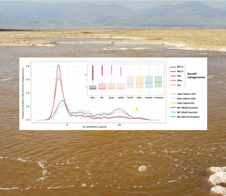Des protéines extrêmement acides chez les archées des saumures géothermales en bordure des limites de la vie | Life Sciences Université Paris-Saclay | Scoop.it