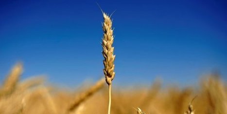Usine agro du futur : enquête sur les besoins de l'agroalimentaire | CIHEAM Press Review | Scoop.it