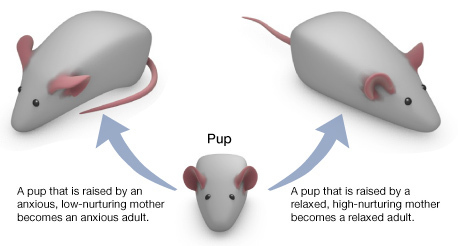 Lick your rats | Science News | Scoop.it