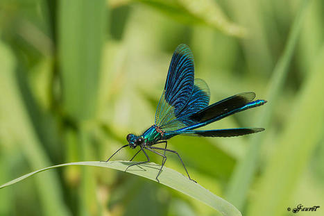 Découverte des odonates - Sortie nature - Saint-Dyé-sur-Loire | Histoires Naturelles | Scoop.it