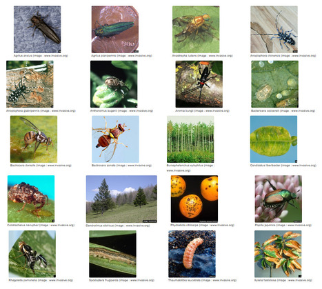 Les organismes de quarantaine prioritaires | Insect Archive | Scoop.it