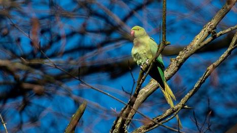 Perruche &agrave; collier: comment (et pourquoi) cet oiseau exotique a fait son nid dans le Nord et le Pas-de-Calais? | Nature en ville | Scoop.it