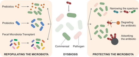 Antibiotic-induced gut microbiome dysbiosis: risks and strategies for mitigation | EMBO | RMH | Scoop.it