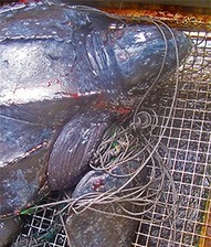 After Steep Decline, Signs of Hope for World’s Sea Turtles by Ted Williams: Yale Environment 360 | Sandy Beach Ecology & Management | Scoop.it