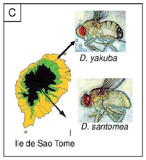 Pour une biologie &eacute;volutive | IDEEV. Institut Diversit&eacute; Ecologie et Evolution du Vivant de Gif sur Yvette | EntomoNews | Scoop.it