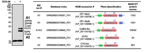 Plant Cell: A Maize Cystatin Suppresses Host Immunity by Inhibiting Apoplastic Cysteine Proteases | Plants and Microbes | Scoop.it