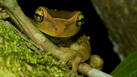 Nearly Half of Latin American Frogs and Toads Are at Risk | RAINFOREST EXPLORER | Scoop.it