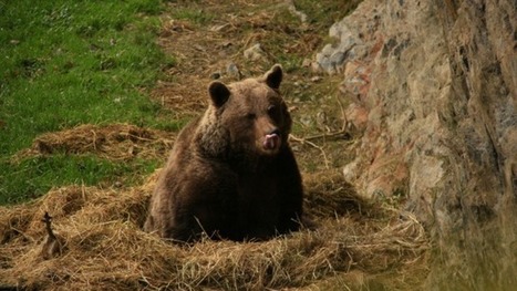 Comment faire cohabiter les ours et les éleveurs dans les Pyrénées : un rapport ministériel avance des solutions | Vallées d'Aure & Louron - Pyrénées | Scoop.it