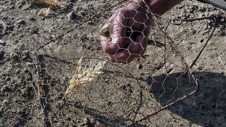 Landes : la chasse à l'ortolan accélère le déclin de cette espèce, selon une étude | Landes | Scoop.it