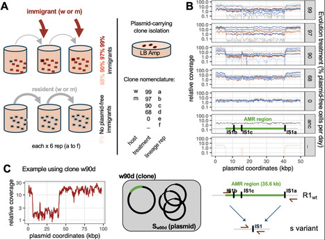 Plasmid streamlining drives the extinction of antibiotic resistance plasmids under selection for horizontal transmission | PLOS | RMH | Scoop.it