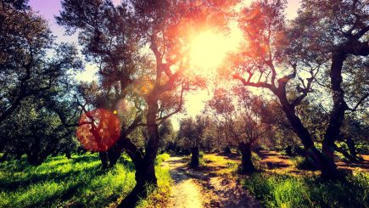 New Research Strengthens Link Between Olive Oil Polyphenols and Cardiovascular Health | OLIVE NEWS | Scoop.it