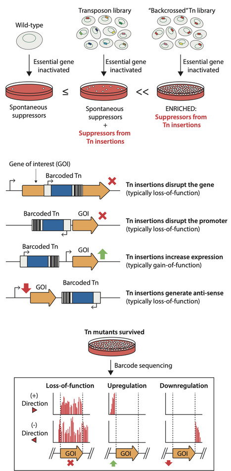 Genome-wide mapping of genetic suppression events in Streptococcus pneumoniae | Ncm | RMH | Scoop.it