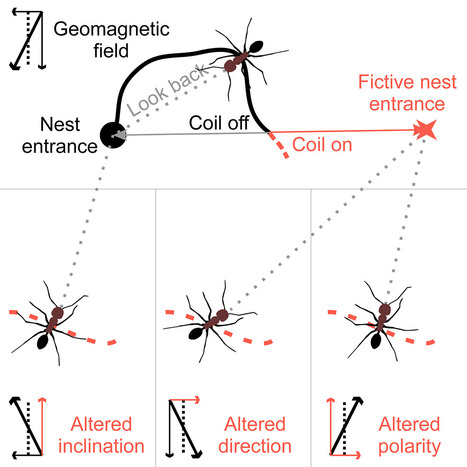 Contrairement à d'autres insectes, les fourmis du désert pourraient utiliser la polarité du champ magnétique terrestre pour s'orienter et retrouver l'entrée de leur nid | EntomoNews | Scoop.it