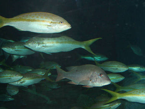 U.S. Becomes First Country to Impose Catch Limits for All Fish | OUR OCEANS NEED US | Scoop.it