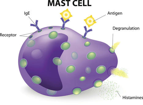 A Cause Of Irritable Bowel Syndrome: Mast Cell Activation | Systemic Mastocytosis, Tinnitus etc | Scoop.it