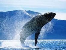 Reykjavík, en Islande, vote en faveur de l'interdiction de la chasse à la baleine dans la baie de Faxaflói, mais ... | Biodiversité - @ZEHUB on Twitter | Scoop.it