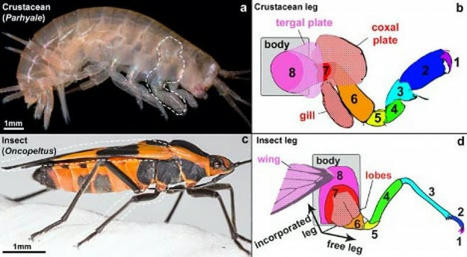 Les ailes des insectes auraient évolué, au cours d'une transition entre les Crustacés et les Insectes, à partir d'excroissances présentes sur les pattes d'un crustacé ancestral | EntomoNews | Scoop.it