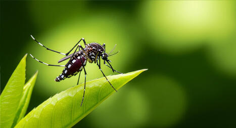 Mitochondrial rewiring may explain why orthoflaviviruses harm humans but persist in mosquitoes | Virology News | Scoop.it
