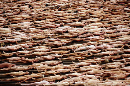 Massive Nude Gathering in Sydney, Australia | Strange days indeed... | Scoop.it