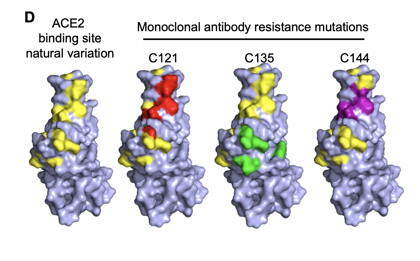 Escape from Neutralizing Antibodies by SARSCoV...