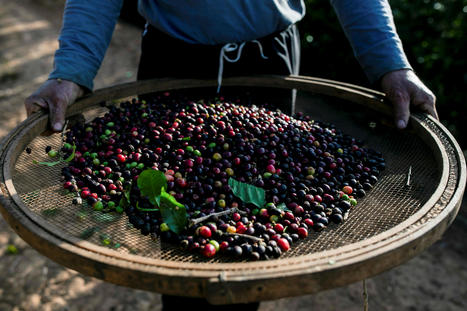 BRAZIL : Major commodities traders sue Brazil coffee farmers for defaults | AMÉRIQUES | Scoop.it