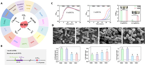 Engineering bacterial morphology through MreB remodeling enhances one-carbon metabolism for sustainable bioproduction | sadv | RMH | Scoop.it