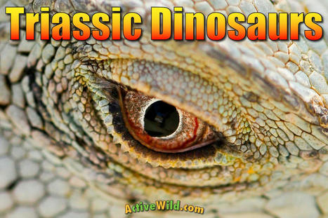 Triassic Dinosaurs List with Pictures & Facts: Triassic Period Dinos | Dinosaur Habitats | Scoop.it
