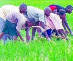 Office du Niger : objectif : plus 771 000 tonnes de riz paddy | Questions de développement ... | Scoop.it
