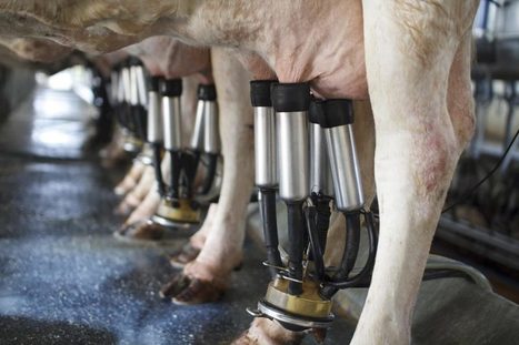 UK : La production de lait devrait baisser d'1 milliard de litres en 2016 | Lait de Normandie... et d'ailleurs | Scoop.it