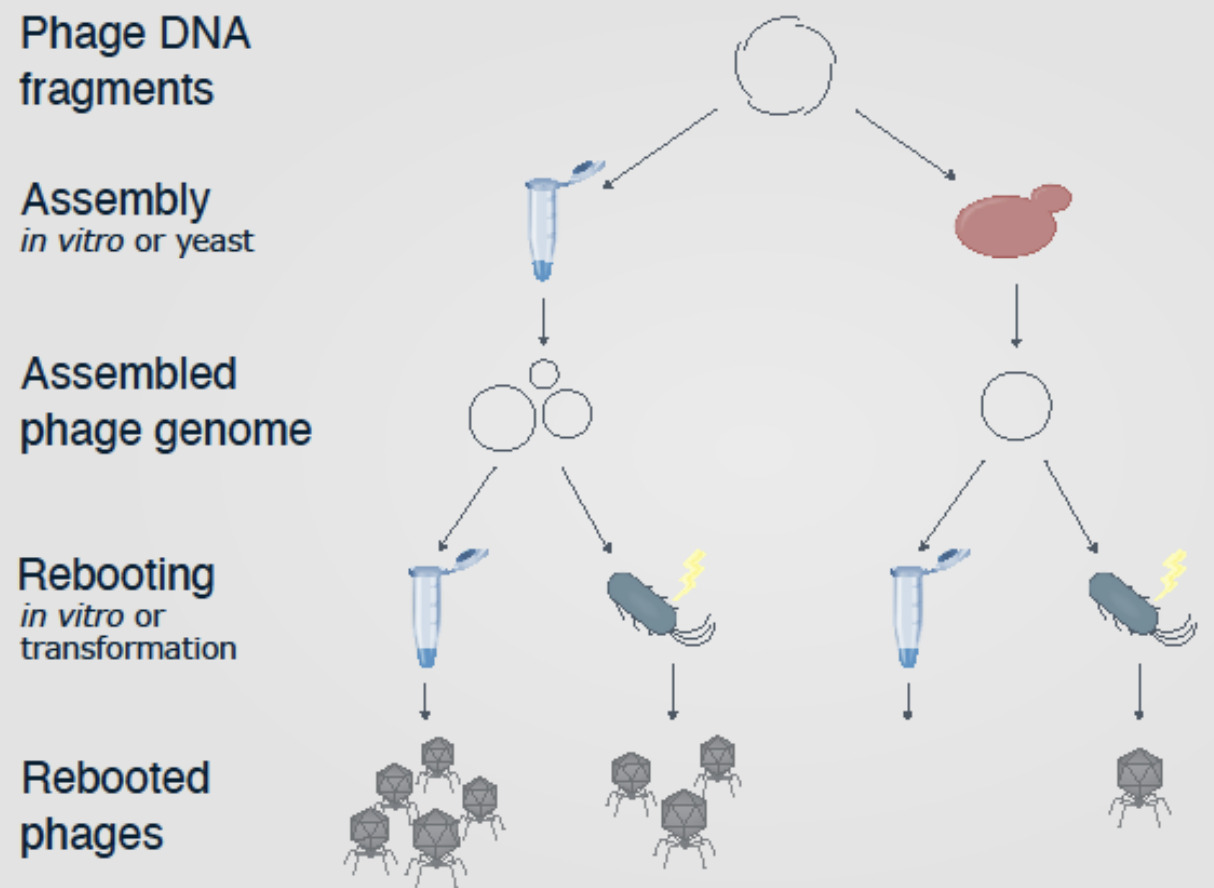 Cell-free synthesis of infective phages from in...