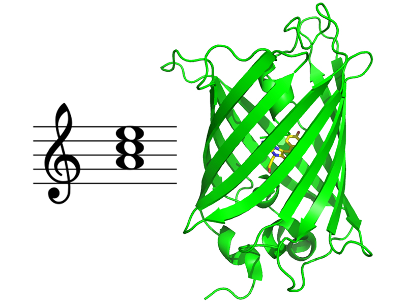 Multiscale Transient Absorption Study of the Fl...