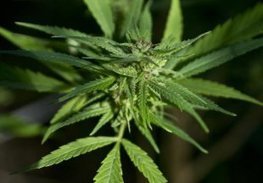 Florida Tribe Threatens Rick Scott: Let Us Build A Casino Or We Start Growing Pot | Tampa Florida Public Relations | Scoop.it