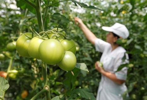 Russian ban on Turkish tomatoes bears domestic fruit | CONFLIT RUSSO-UKRAINIEN | Scoop.it