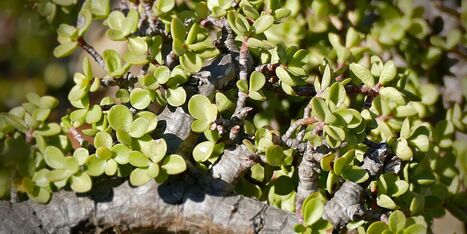Indigenous Biodiversity:&nbsp; Fear of flying? Plant a spekboom to offset your carbon footprint | Biodiversity, Climate Change, Environment, Conservation, Forestry, Fisheries, Oceans and Coasts | Scoop.it