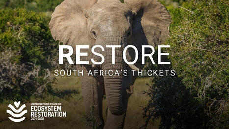 Thorny, wild and a carbon sink: How South Africa is reviving its thicket ecosystems | Internationale Klimaschutzinitiative (IKI) | Biodiversity, Climate Change, Environment, Conservation, Forestry, Fisheries, Oceans and Coasts | Scoop.it