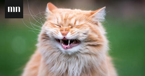 Poimimme 16 puujalkavitsi&auml; &ndash; vastaa kyselyyn ja kerro paras itse keksim&auml;si vitsi | 1Uutiset - Lukemisen t&auml;hden | Scoop.it