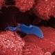 Quand le trypanosome se déguise | EntomoNews | Scoop.it