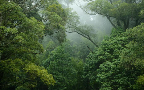 90% de la biodiversit&eacute; en 30 ans : en Amazonie, les for&ecirc;ts tropicales se r&eacute;g&eacute;n&egrave;reraient beaucoup plus vite qu'on ne le pensait, r&eacute;v&egrave;le une &eacute;tude en &Eacute;quateur - Science et Vie | Biodiversit&eacute; | Scoop.it