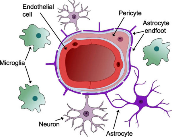 Overcoming failure: improving acceptance and success of implanted neural interfaces | Brain Computer Interfaces & connected medical devices | Scoop.it
