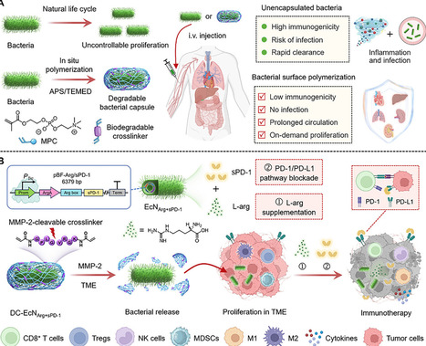 Programmable Encapsulation Enables On-Demand Proliferation of Therapeutic Bacteria for Potent Cancer Immunotherapy | advS | RMH | Scoop.it
