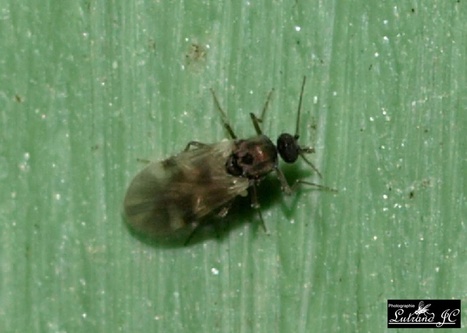 La drosophile : un insecte au service de la santé animale - INRA | EntomoNews | Scoop.it