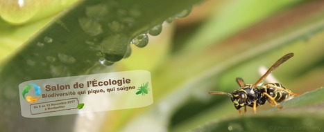 Salon de l'écologie de Montpellier en région Occitanie : Thème de la 9e Édition | Variétés entomologiques | Scoop.it