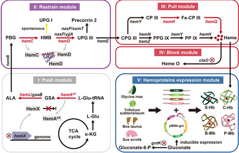 Metabolic engineering of Bacillus subtilis for ...