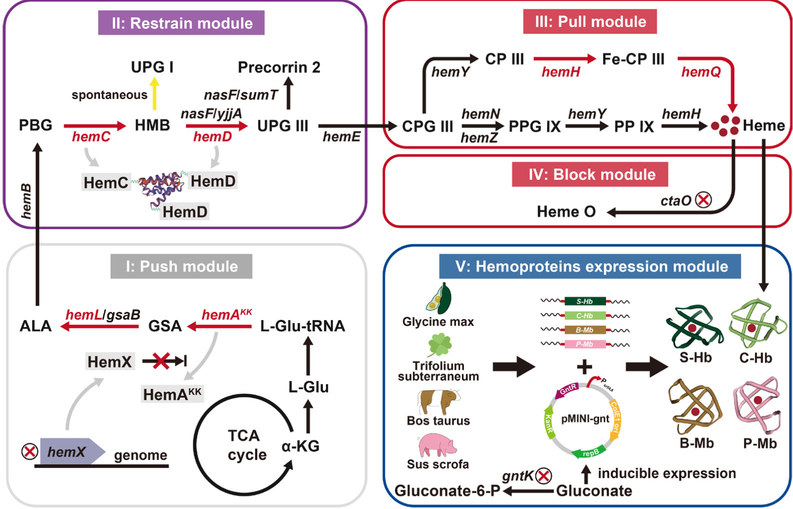 Metabolic engineering of Bacillus subtilis for ...