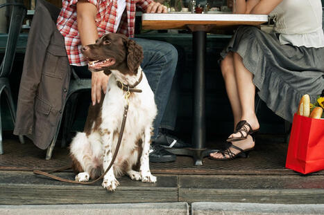Pet Safety Tips for Dog-Friendly Restaurants | Fashion & Lifestyle | Scoop.it
