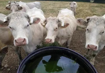A 5,74 €/kg, les prix des jeunes bovins viande battent un nouveau record | Actualité Bétail | Scoop.it