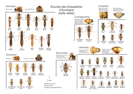 Plan National d'Actions Odonates : Auvergne | Variétés entomologiques | Scoop.it