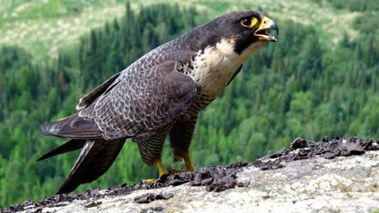 Le faucon pèlerin n'est plus une espèce menacée au Canada